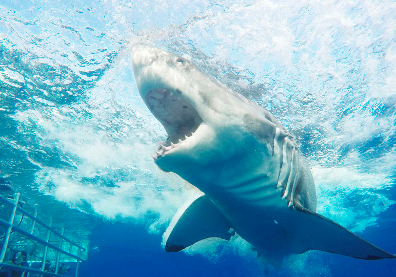 Dive With The Great White Sharks 2 - Australia