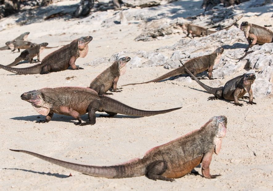 The Bahamian Rock Iguanas are an endangered species of Iguanas found in the Exuma islands.