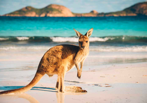 See A Kangaroo - Australia