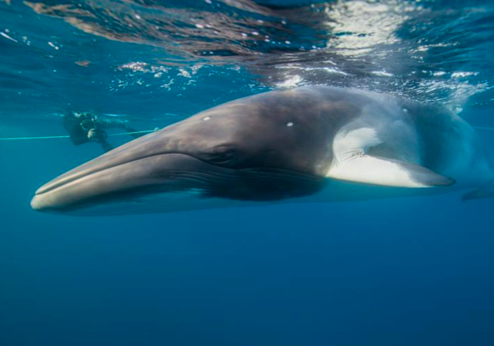 Swim With The Whales - Australia